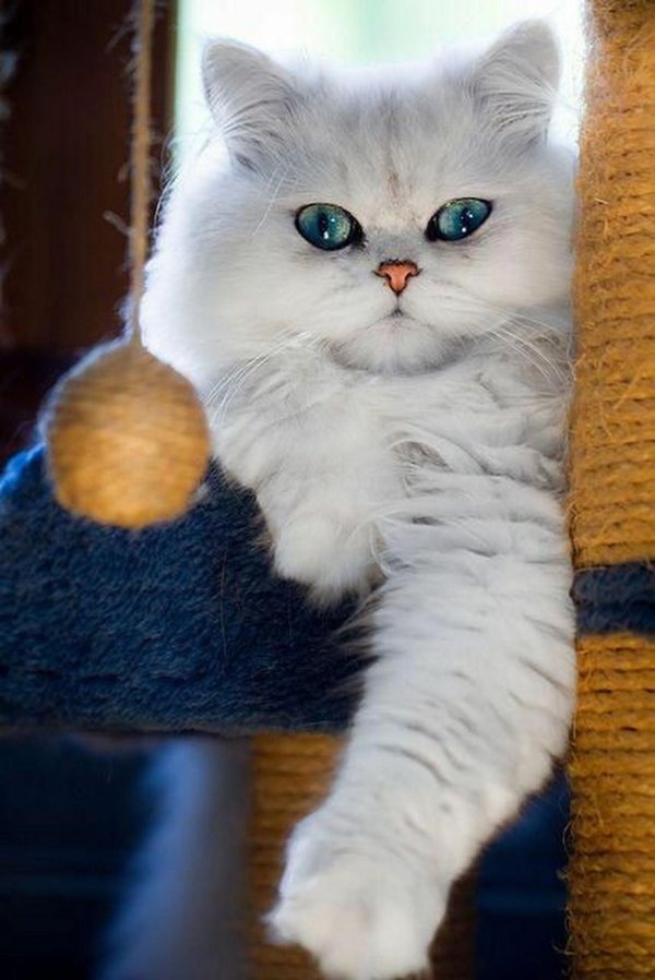 персидская шиншилла