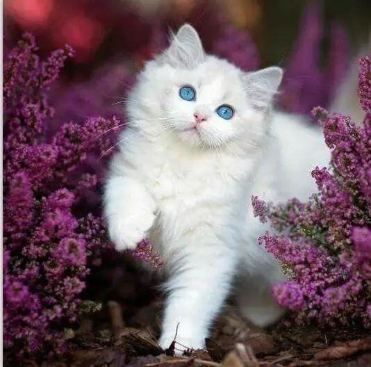 котенок красивый