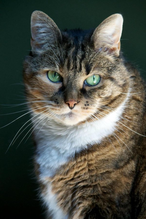 кошка красивая