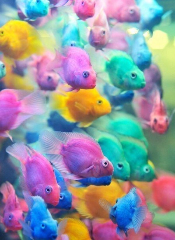 рыбки попугайчики аквариумные