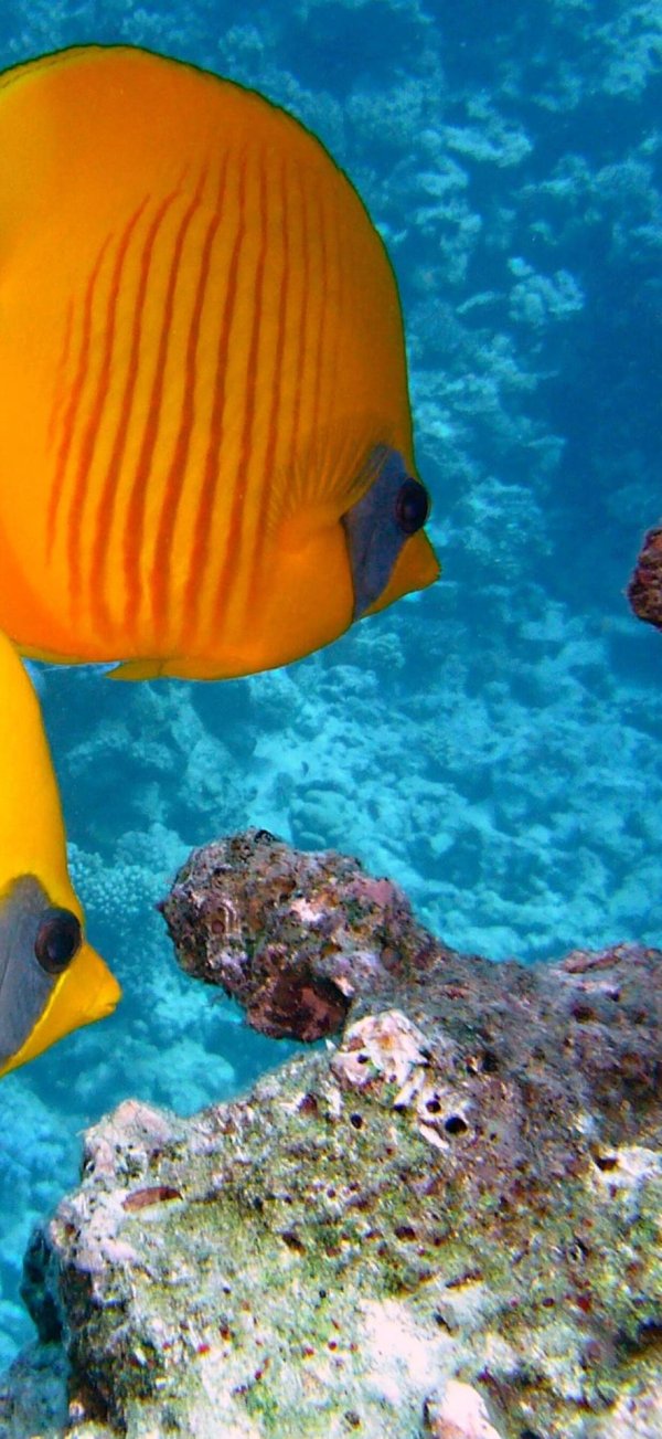 красное море египет