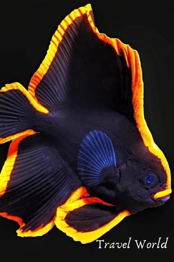 pinnate batfish