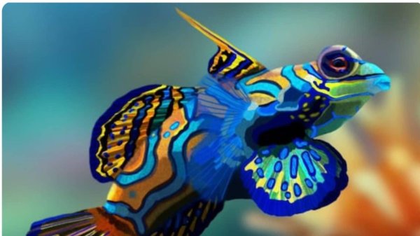 мандаринка китайский окунь