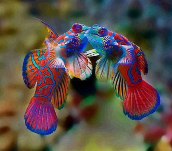 мандаринка китайский окунь