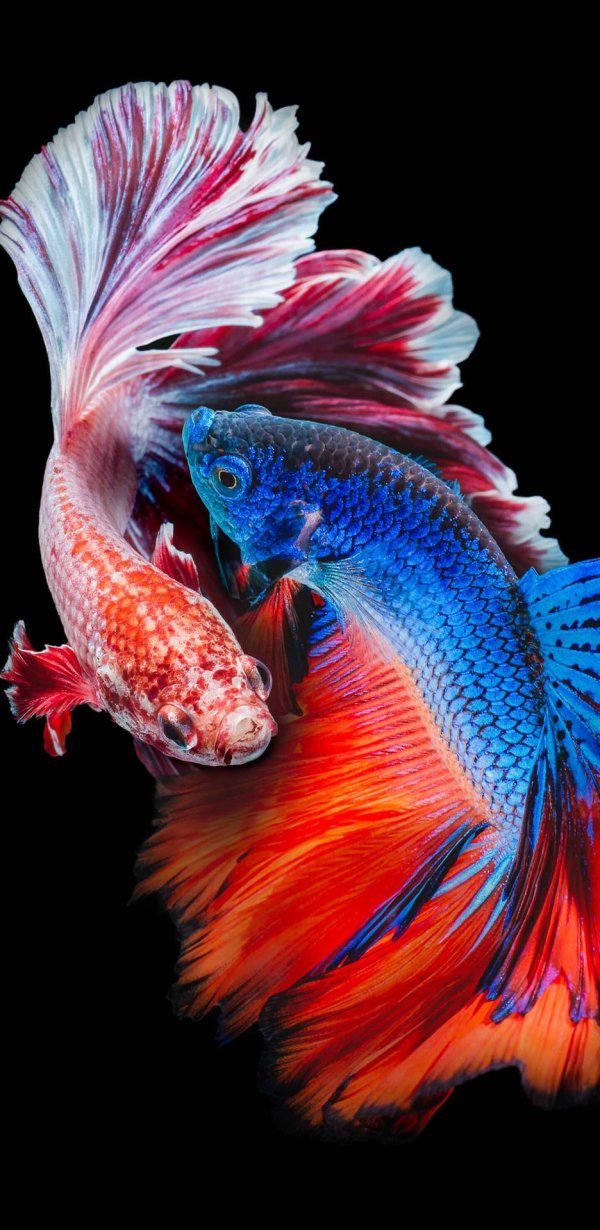 петушки бойцовые рыбки бетта