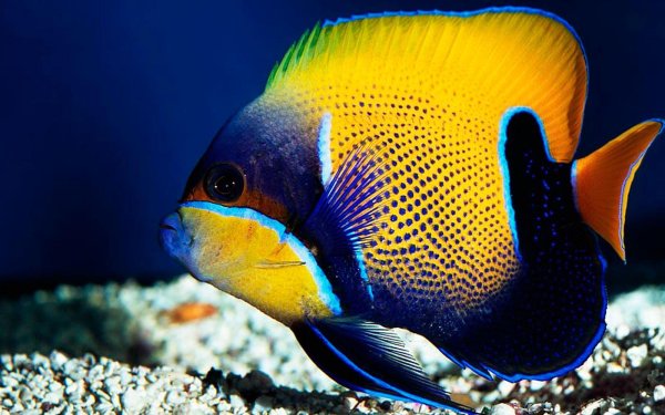 pomacanthus navarchus