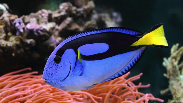 голубой хирург paracanthurus hepatus