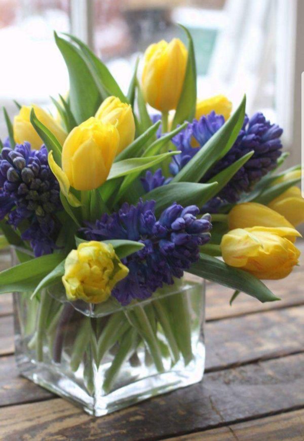 мускари крокусы тюльпаны нарциссы