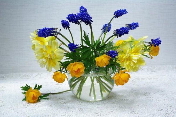 первоцветы незабудка