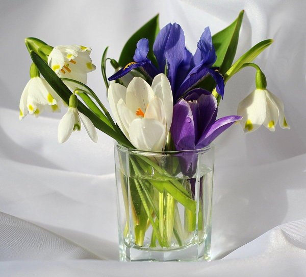 подснежники пролеска крокус