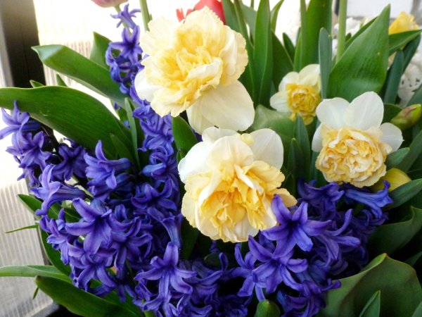 гиацинт цветок