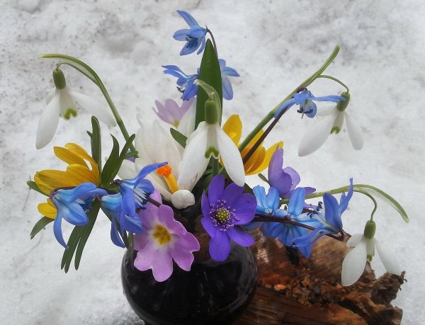 первоцветы подснежники