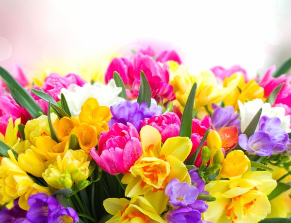 фрезия нарциссы