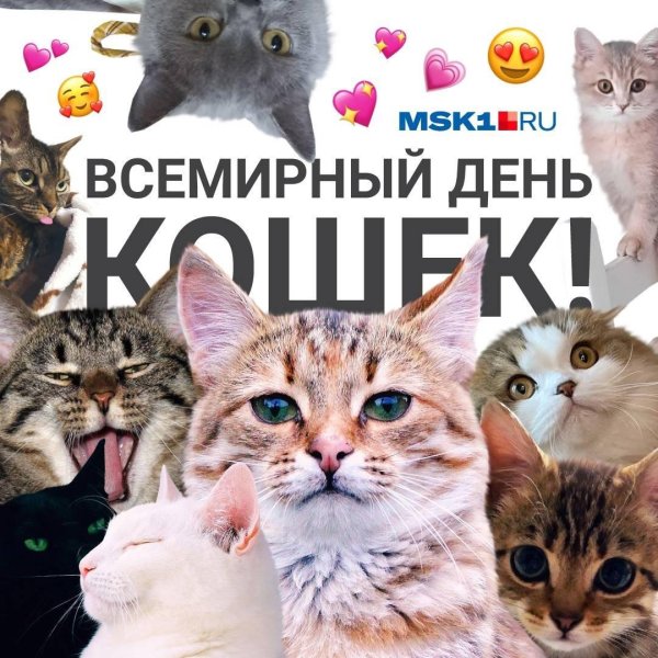 всемирный день кошек