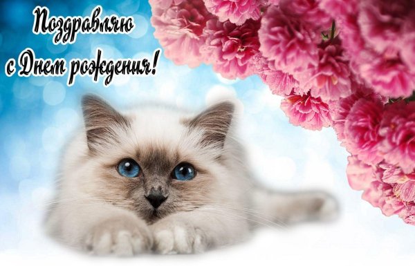 открытки с днём рождения женщине красивые с котиками