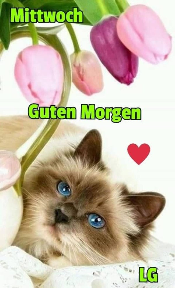 балинезийская рэгдолл