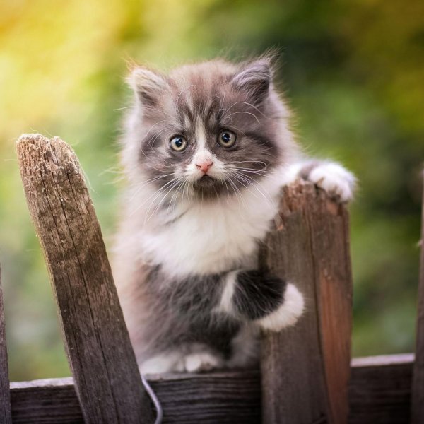 котенок красивый