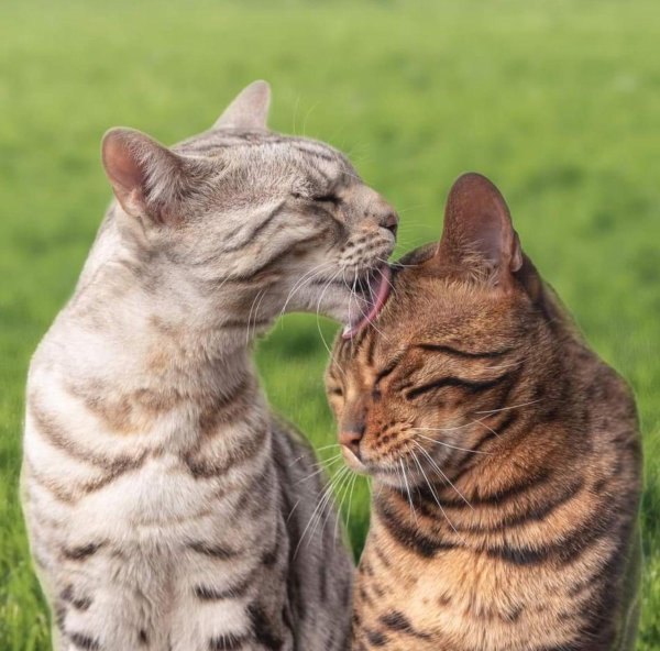 бенгальская кошка