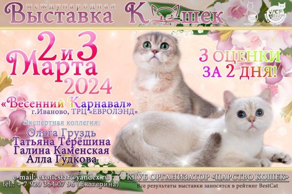клуб любителей кошек