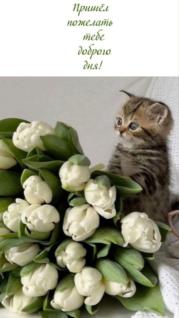 очаровательные котята