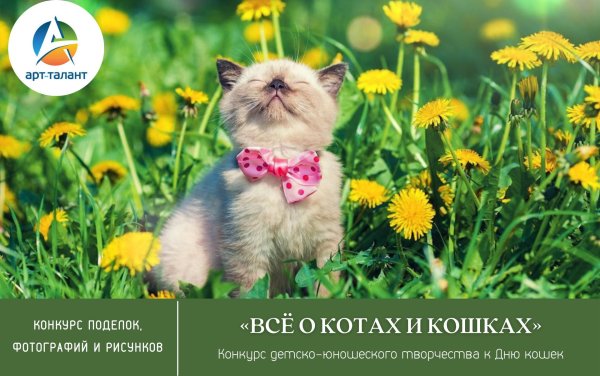 котики лето