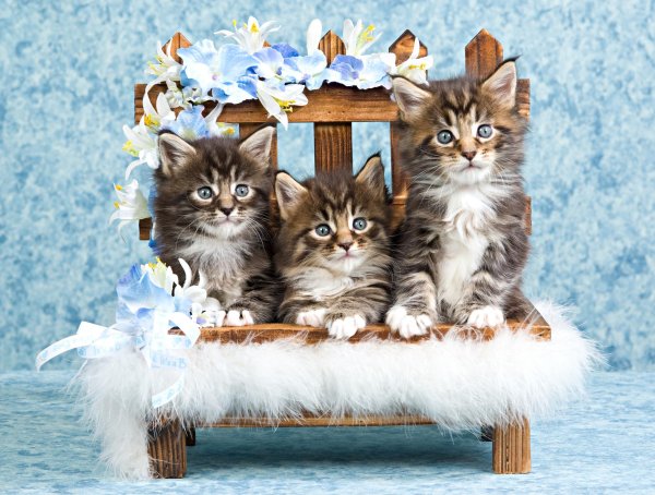 котенок мейн кун