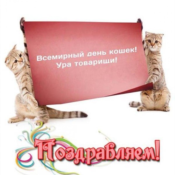 всемирный день кошек