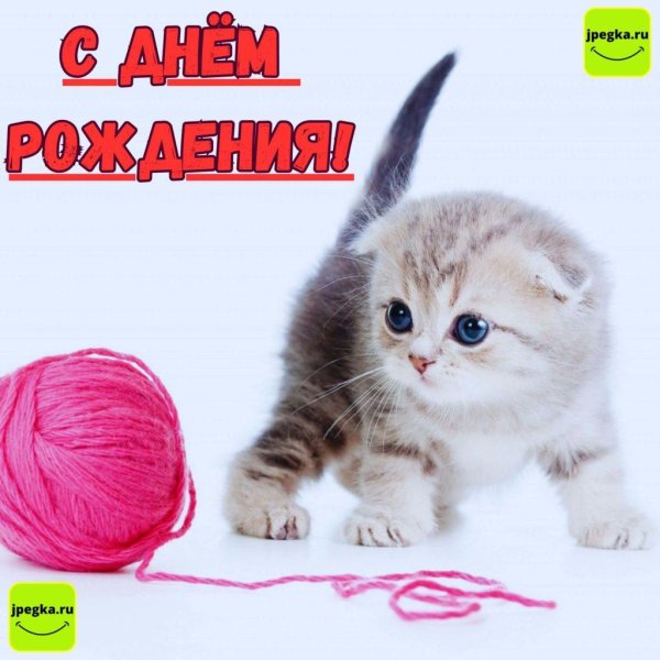 котенок с клубком