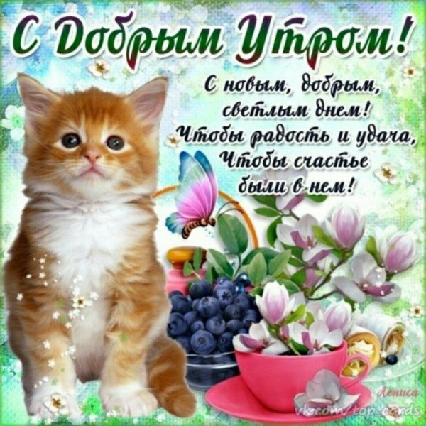 доброе утро хорошего дня с кошками