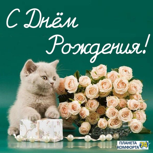 открытка с днём рождения с котом