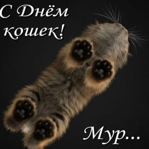 кот вид снизу