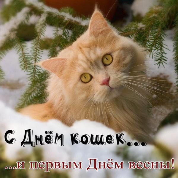 поздравление с днем кошек