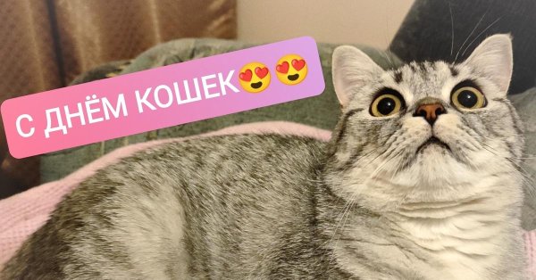 со всемирным днем кошек