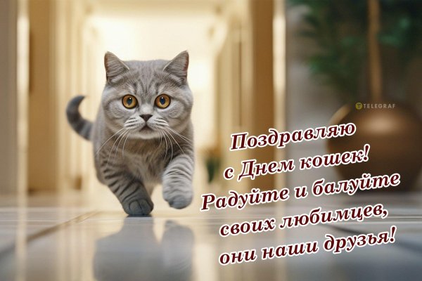 с днем кошек