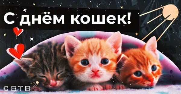 день кошки