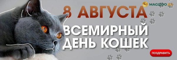 8 августа день кошек открытки
