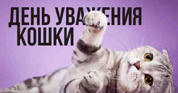 шотландская вислоухая кошка