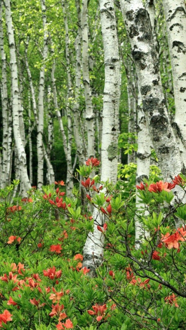 роща розанна