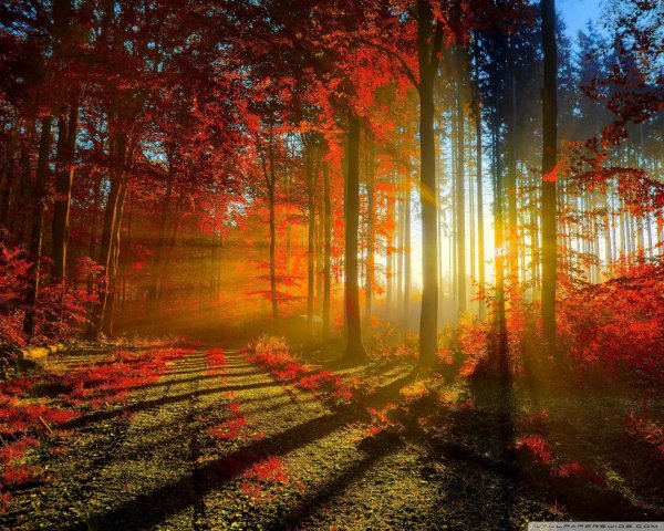 в осеннем лесу