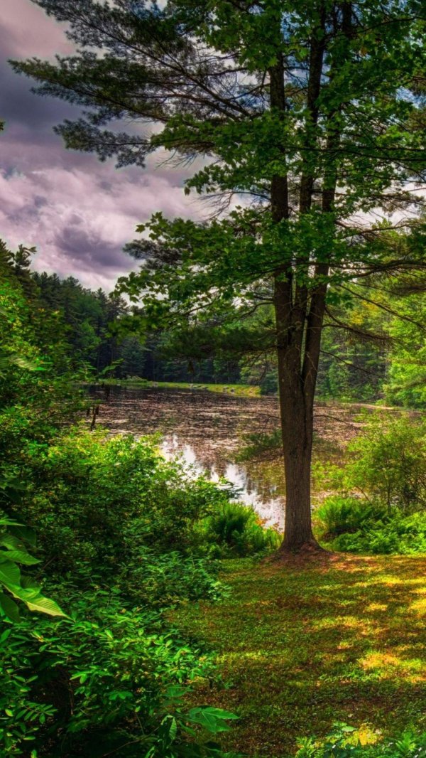 красивые лес