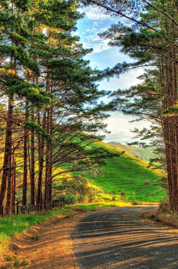 пейзажи лес