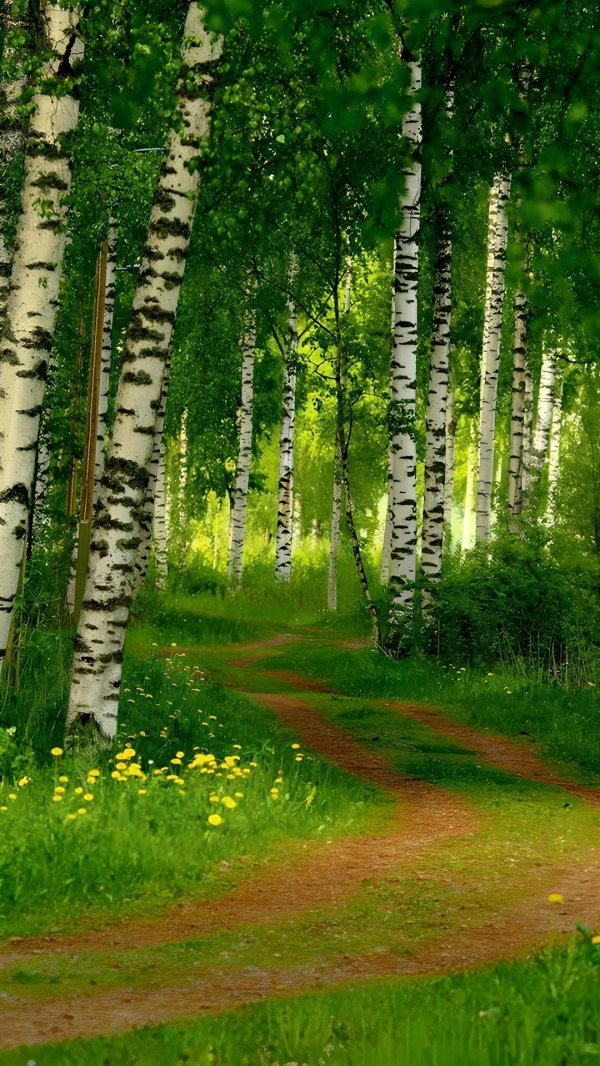 березовая роща кострома