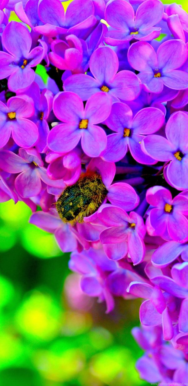 сирень яркая