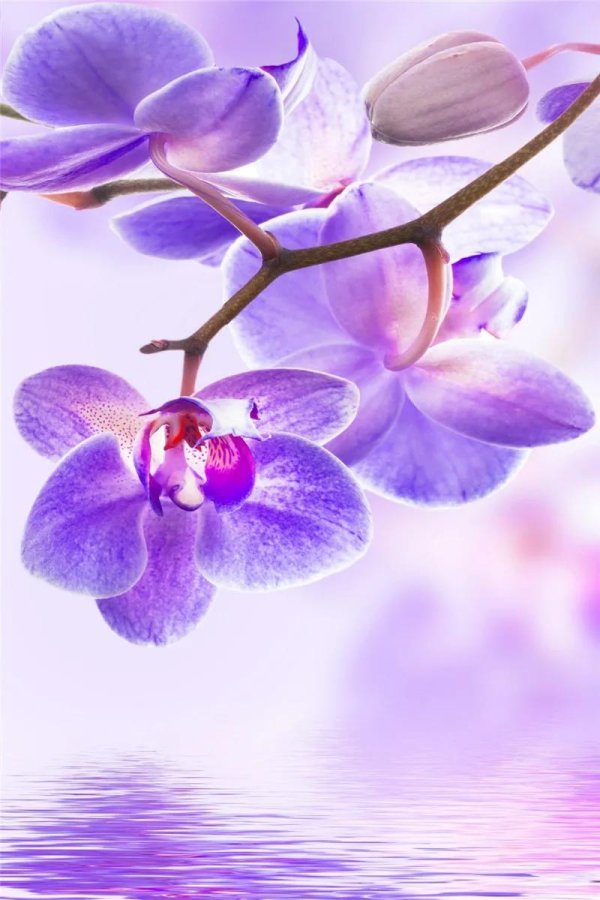 сиреневая орхидея
