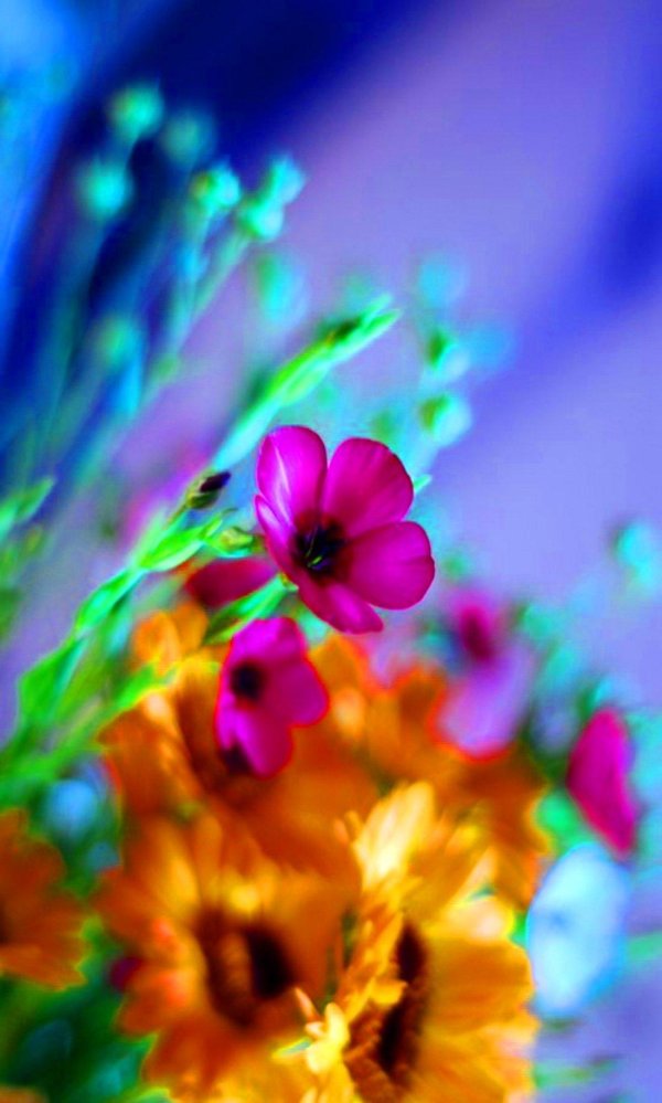 красочные цветы