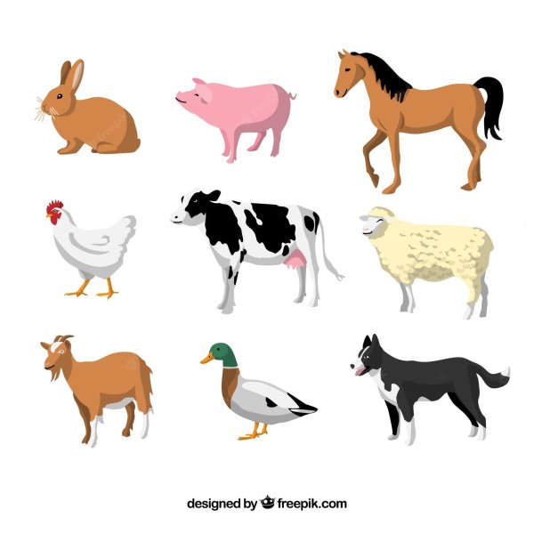 дети домашних животных