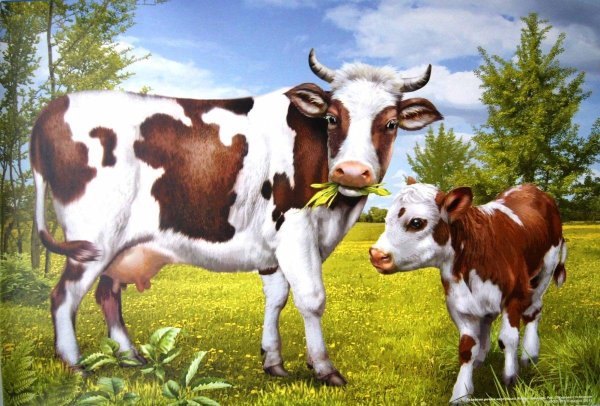 корова теленок