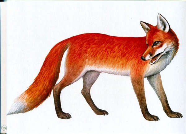 лиса рисунки для детей