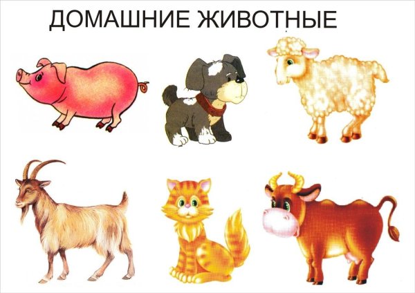 обобщающие понятия домашние животные