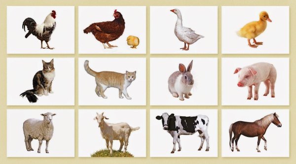 ljvfiybtживотные для детей